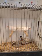 Zebravinken, Dieren en Toebehoren, Vogels | Overige Vogels, Meerdere dieren, Geringd