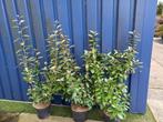 Elaeagnus ebbingei ca.80cm en 90-100cm vanaf €8,50, Ophalen, Overige soorten, 100 tot 250 cm