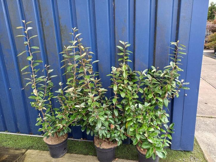 Elaeagnus ebbingei ca.80cm en 90-100cm vanaf €8,50, Tuin en Terras, Planten | Struiken en Hagen, Overige soorten, 100 tot 250 cm