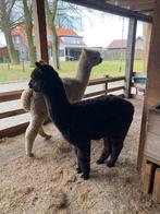 Uniek aanbod ❗️Zwarte  Alpaca kampioenshengst te koop., Dieren en Toebehoren, Juni, Mannelijk