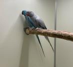 Kweekpop halsband parkiet halsbandparkieten, Dieren en Toebehoren, Vogels | Parkieten en Papegaaien, Vrouwelijk, Parkiet