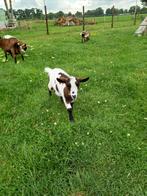 1 jonge dwerg geit, super mak!!, Dieren en Toebehoren, Schapen, Geiten en Varkens, Vrouwelijk, Geit, 0 tot 2 jaar