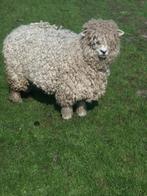 Devon&Cornwall Ooi Stamboek + onverwante Ramlam stamboek, Meerdere dieren, Schaap, 0 tot 2 jaar