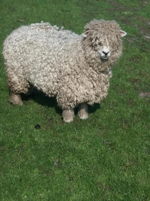 Devon&Cornwall Ooi Stamboek + onverwante Ramlam stamboek, Dieren en Toebehoren, Schapen, Geiten en Varkens, Schaap, Meerdere dieren