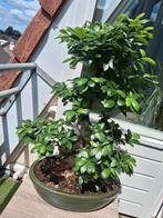 Beautiful Ficus Bonsai –, Huis en Inrichting, Kamerplanten, In pot, Minder dan 100 cm, Bonsai, Groene kamerplant