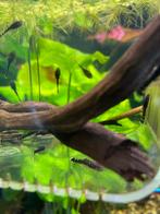 Jonge Ancistrus, Dieren en Toebehoren, Vissen | Aquariumvissen
