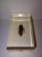 insect in epoxy hars 07, Ophalen of Verzenden, Nieuw, Insect, Opgezet dier