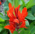Canna knollen uit eigen tuin, Tuin en Terras, Bloembollen en Zaden, Ophalen, Volle zon, Knol