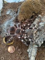 Acanthoscurria geniculata Tarantula, Dieren en Toebehoren