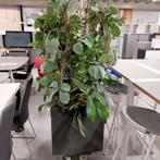 Kunstplant in Antraciet pottery pots bloembak hoogte +/- 190, Ophalen, Gebruikt, Binnen