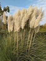 Prachtige pampus pluimen 10 voor 10,00, Huis en Inrichting, Woonaccessoires | Droogbloemen, Ophalen, Nieuw