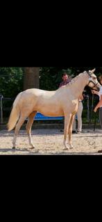 Unieke kans! Palomino part bred arabier met top afstamming!, Dieren en Toebehoren, Pony's, Merrie, E pony (1.48m - 1.57m), Dressuurpony
