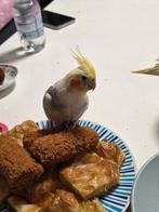 Valkparkieten  6 maanden goed om tam te maken, Dieren en Toebehoren, Vrouwelijk, Parkiet, Tam