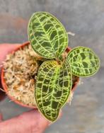 Jewel orchid Macodes Petola p7, meerdere vergelijkbare exemp
