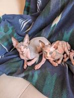Sphynx Canadees kittens, Dieren en Toebehoren, Katten en Kittens | Raskatten | Korthaar, Meerdere dieren, Met stamboom