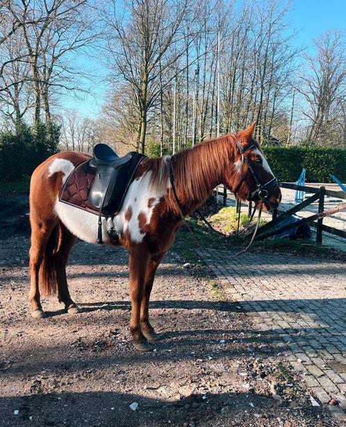 Bijrijder gezocht, Dieren en Toebehoren, Paarden en Pony's | Overige Paardenspullen, Ophalen of Verzenden