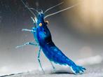 Neocaridina davidi Blue dream OE (orange eyes🦐, Dieren en Toebehoren, Kreeft, Krab of Garnaal