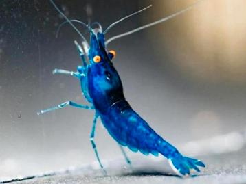 Neocaridina davidi Blue dream OE (orange eyes🦐 beschikbaar voor biedingen
