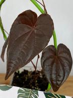 Dioscorea sp Black #2, Huis en Inrichting, Kamerplanten, Ophalen of Verzenden, Halfschaduw, Minder dan 100 cm