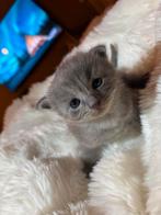 Lieve Britse korthaar x Ragdoll seal point kitten (mannetje), Dieren en Toebehoren, Katten en Kittens | Overige Katten, Kater