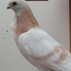 Figurita zoek, Dieren en Toebehoren, Vogels | Duiven, Meerdere dieren, Overige soorten