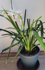 Cymbidium orchidee met 1 tak, Ophalen, Overige soorten, Halfschaduw, In pot