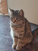 Lief kitten poesje van 6 maanden zoekt forever home, Dieren en Toebehoren, Katten en Kittens | Overige Katten, Poes, Kortharig