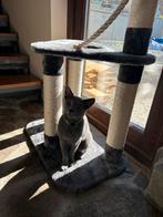 Blauwe Rus met Stamboom, Dieren en Toebehoren, Katten en Kittens | Raskatten | Korthaar, Poes, Met stamboom