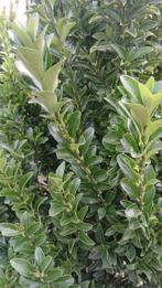 NERGENS ANDERS TE KOOP!! Euonymus Green Spire 100+, Ophalen of Verzenden, Overige soorten, Haag, 100 tot 250 cm