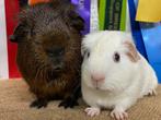 Beren Duo, Dieren en Toebehoren, Knaagdieren, Mannelijk, Cavia, Na 1 juli 2024, Tam