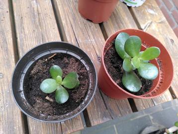 Jade plant  beschikbaar voor biedingen