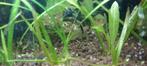Diverse vissen, Dieren en Toebehoren, Vis, Schoolvis