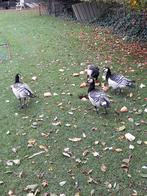 Brand ganzen   2023, Dieren en Toebehoren, Meerdere dieren, Gans of Zwaan