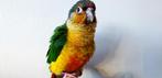 onge Baby Pyrrhura´s | Div. Kleuren | Handtam | Getest, Meerdere dieren, Parkiet, Pratend