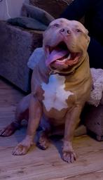 Dekreu American Bully XL, Nederland, Rabiës (hondsdolheid), Reu, Meerdere