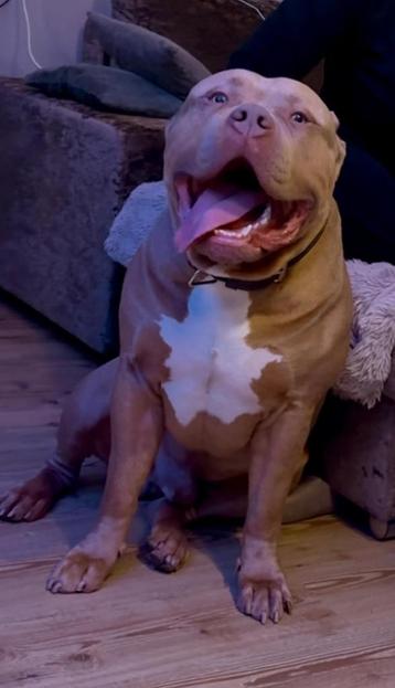 Dekreu American Bully XL beschikbaar voor biedingen