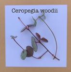 7. chinees lantaarnplantje ceropegia woodii stekje €0,50, Ophalen of Verzenden