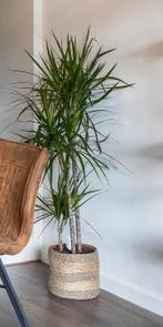 Kamerplant incl. plantenmand, Ophalen, Halfschaduw, Minder dan 100 cm