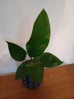 Anthurium Plowmanii, Huis en Inrichting, Kamerplanten, Ophalen of Verzenden, Overige soorten, Minder dan 100 cm