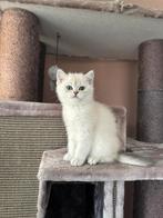 Prachtig Silver Shaded Point Britse Korthaar poesje, Dieren en Toebehoren, Katten en Kittens | Raskatten | Korthaar, Poes, Gechipt