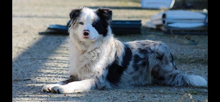 Dekreu Teun, Blue merle bordercollie., Dieren en Toebehoren, Honden | Dekreuen, Reu, Particulier, Eén hond, Nederland, 3 tot 5 jaar
