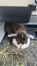 GEZOCHT: GECASTREERDE RAM, Dieren en Toebehoren, Mannelijk, Dwerg, Hangoor
