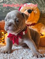 Prachtige old english bulldog pups, Bulldog, Meerdere, Meerdere dieren, Nederland