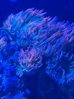 Entacmaea quadricolor rainbow anemonen, Vis