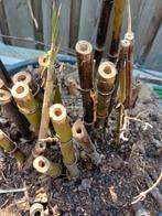 Zwart bamboe, tropisch, phyllostachys nigra, Tuin en Terras, Planten | Tuinplanten, Ophalen of Verzenden, Overige soorten, Bloeit niet