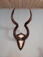 Grote kudu schedel met hoorns Afrika taxidermie, Ophalen of Verzenden, Zo goed als nieuw, Wild dier, Schedel