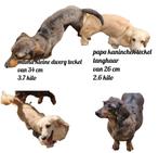 Mooie teckel pups geboren, Dieren en Toebehoren, Honden | Teckels en Dashonden, CDV (hondenziekte), 8 tot 15 weken, Korthaar, Dwerg