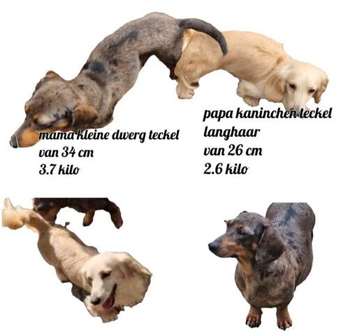 Mooie teckel pups geboren, Dieren en Toebehoren, Honden | Teckels en Dashonden, Meerdere dieren, Korthaar, Dwerg, Particulier