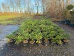 TE KOOP: Winterharde Palmbomen (Trachycarpus fortunei) €5,00, Tuin en Terras, Planten | Tuinplanten, Ophalen, Overige soorten