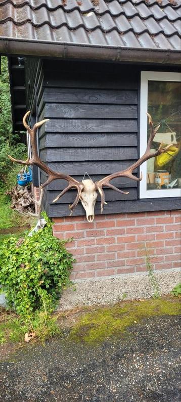 Gewei edelhert geweien jacht jagen Veluwe geweien  beschikbaar voor biedingen